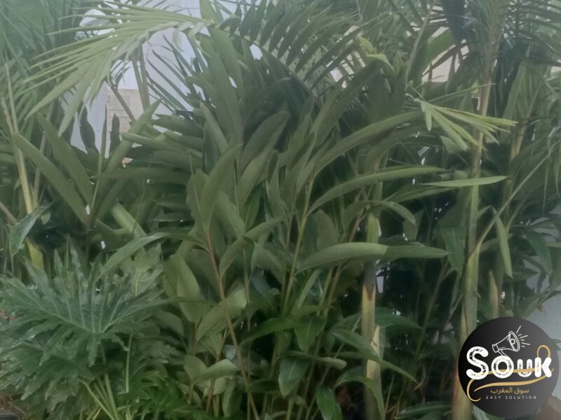 Conception et aménagements des espaces verts - سوق المغرب