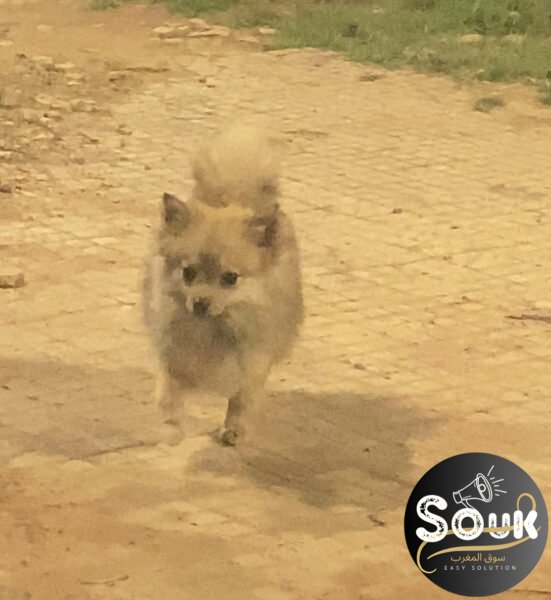 Spitz nain - chien à vendre Maroc