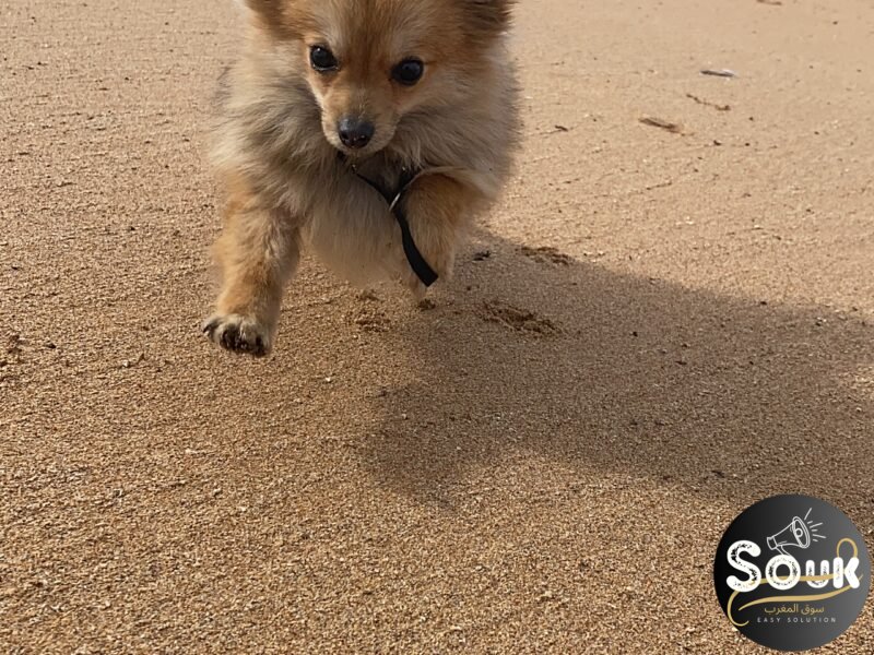 Spitz nain - chien à vendre Maroc