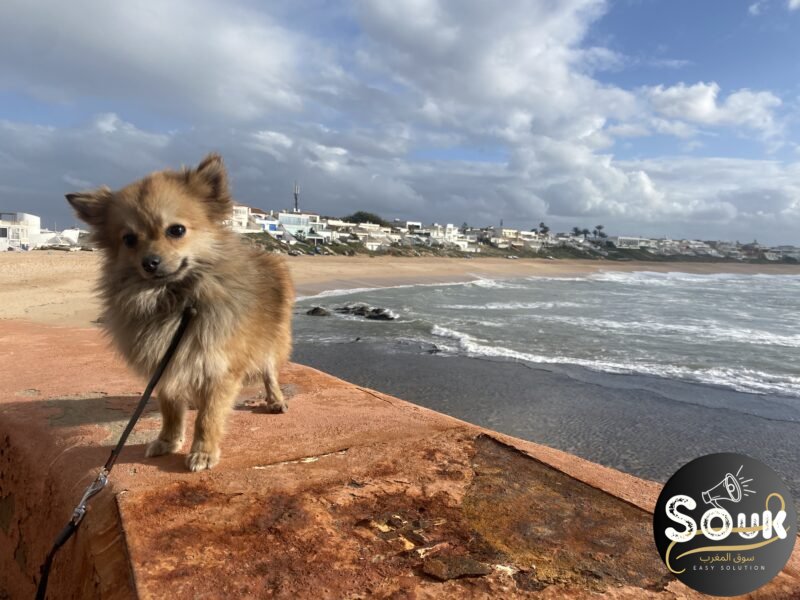 Spitz nain - chien à vendre Maroc