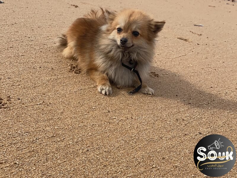 Spitz nain - chien à vendre Maroc