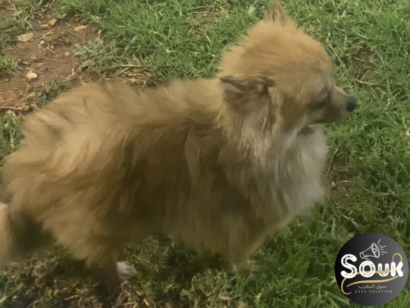 Spitz nain - chien à vendre Maroc