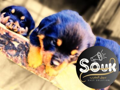 Rottweiler - chien à vendre Maroc