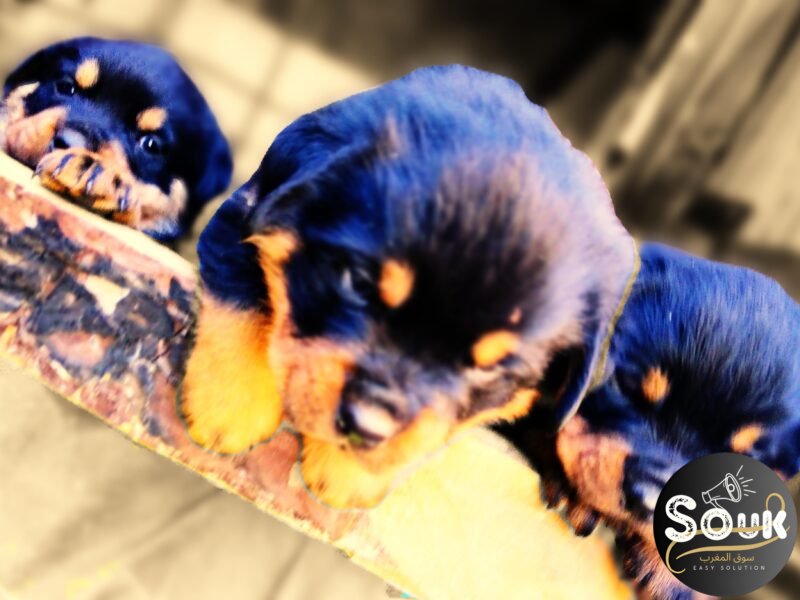 Rottweiler - chien à vendre Maroc