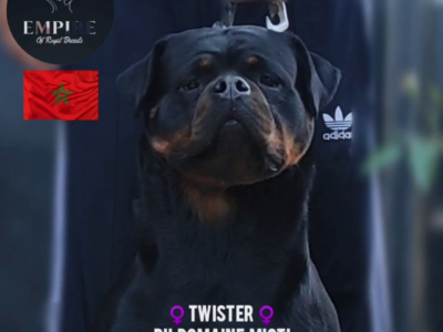 À vendre : Femelles Rottweiler avec pedigree - Rottweiler Maroc