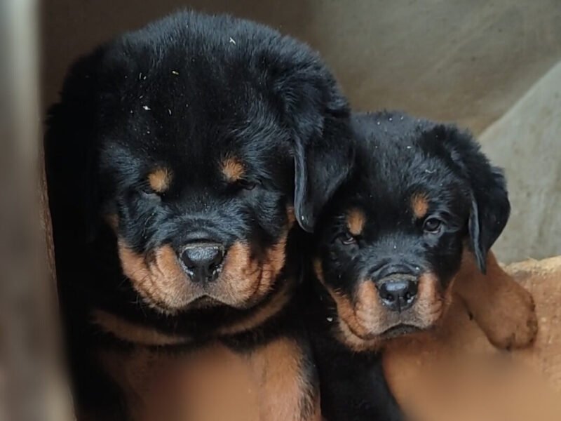 À vendre : Femelles Rottweiler avec pedigree - Rottweiler Maroc