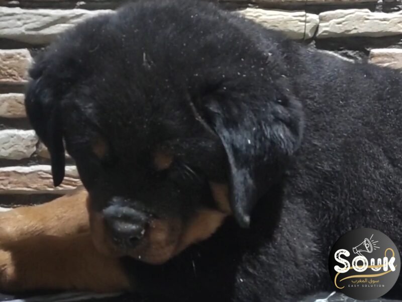 À vendre : Femelles Rottweiler avec pedigree - Rottweiler Maroc