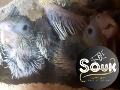 فراخ كالوبسيت - سوق المغرب