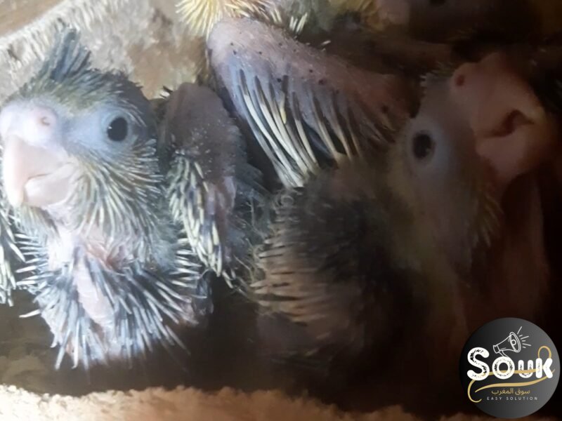 فراخ كالوبسيت - سوق المغرب