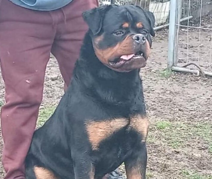 Exceptionnel Chiots Rottweiler pedigree importé - Rottweiler Maroc
