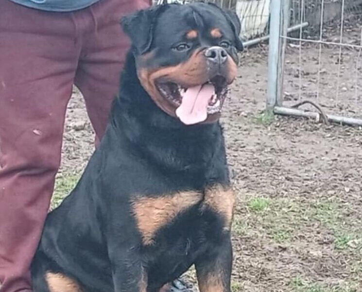 Exceptionnel Chiots Rottweiler pedigree importé - Rottweiler Maroc