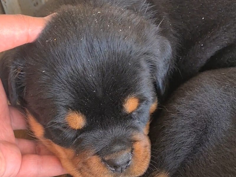 Exceptionnel Chiots Rottweiler pedigree importé - Rottweiler Maroc
