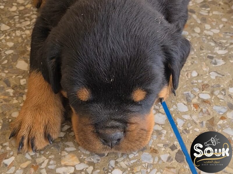 Exceptionnel Chiots Rottweiler pedigree importé - Rottweiler Maroc
