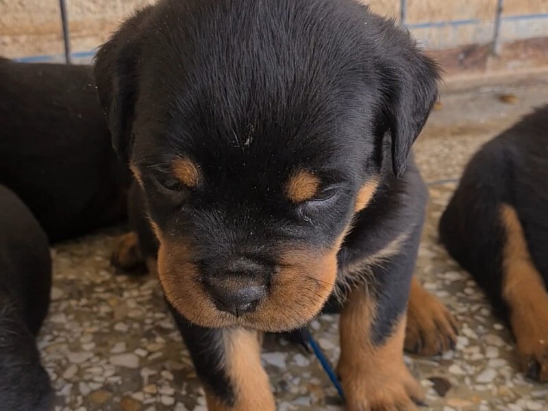 Exceptionnel Chiots Rottweiler pedigree importé - Rottweiler Maroc