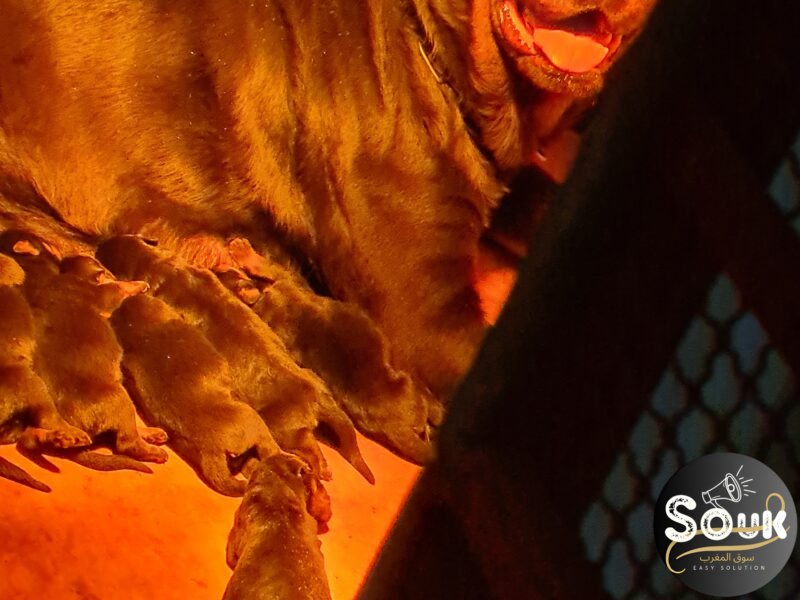 Exceptionnel Chiots Rottweiler pedigree importé - Rottweiler Maroc