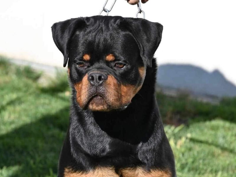 Exceptionnel Chiots Rottweiler pedigree importé - Rottweiler Maroc