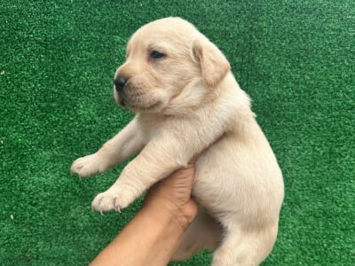Très Beaux chiot labrador - chien à vendre Maroc