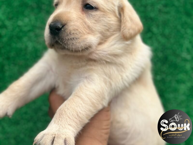 Très Beaux chiot labrador - chien à vendre Maroc