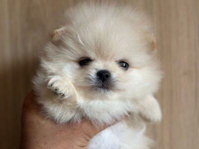 Spitz Pomeranian - chien à vendre Maroc