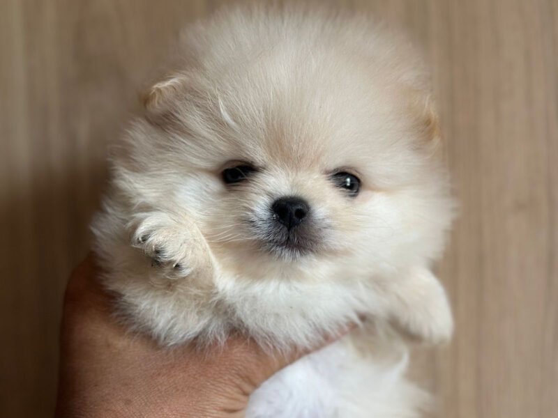 Spitz Pomeranian - chien à vendre Maroc