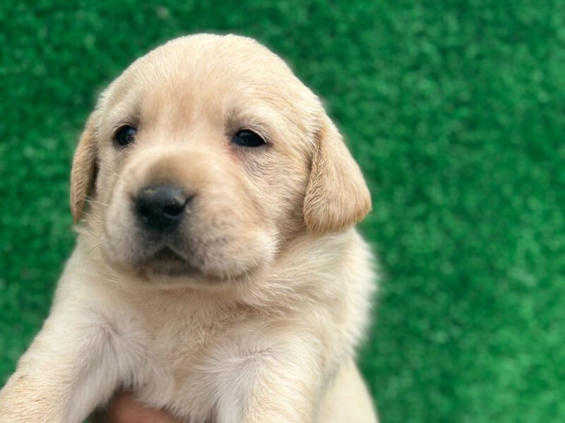 Très Beaux chiot labrador - chien à vendre Maroc