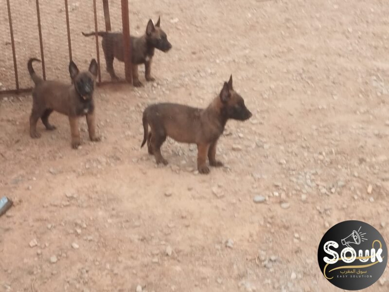 Malinois charbonné - chien à vendre Maroc