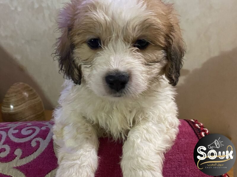 Bichons - chien à vendre Maroc