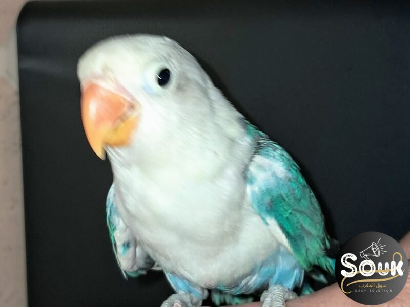 2 couples Inseparables Fisher à vendre - سوق المغرب