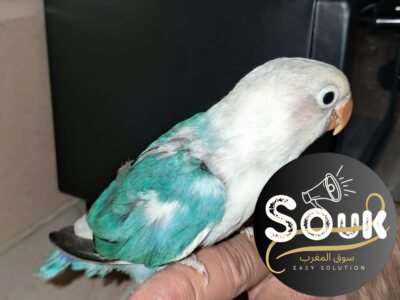 2 couples Inseparables Fisher à vendre - سوق المغرب