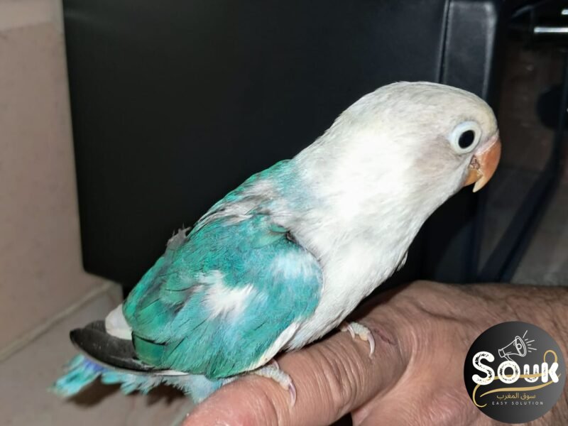 2 couples Inseparables Fisher à vendre - سوق المغرب