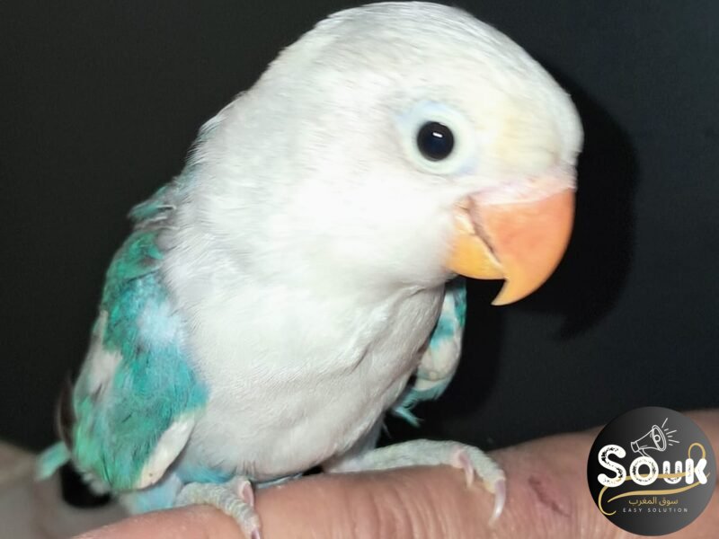 2 couples Inseparables Fisher à vendre - سوق المغرب