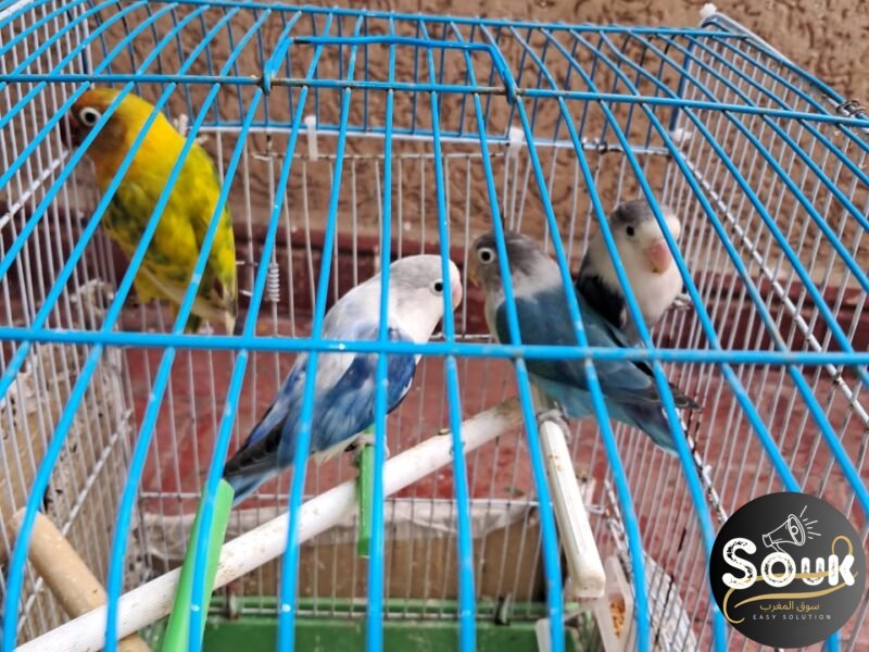 2 couples Inseparables Fisher à vendre - سوق المغرب