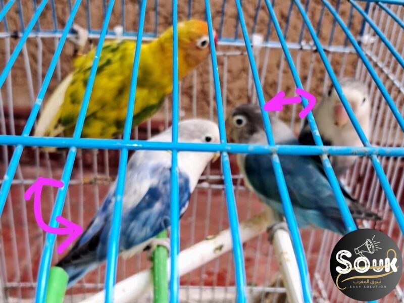 2 couples Inseparables Fisher à vendre - سوق المغرب