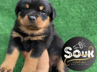 Chiot Rottweiler pedigree - chien à vendre Maroc