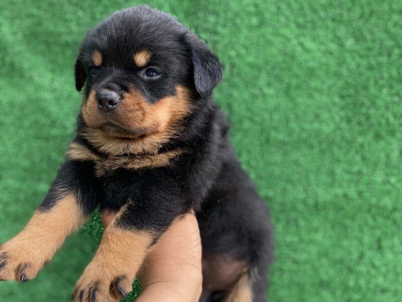 Chiot Rottweiler pedigree - chien à vendre Maroc