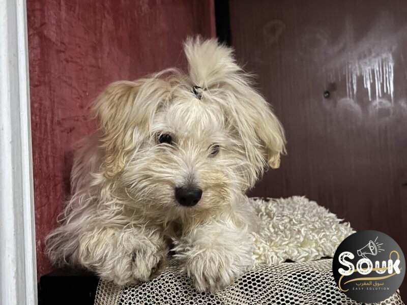 كلب - Animaux Maroc