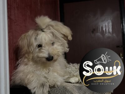 كلب - Animaux Maroc