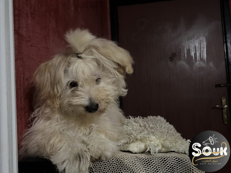 كلب - Animaux Maroc