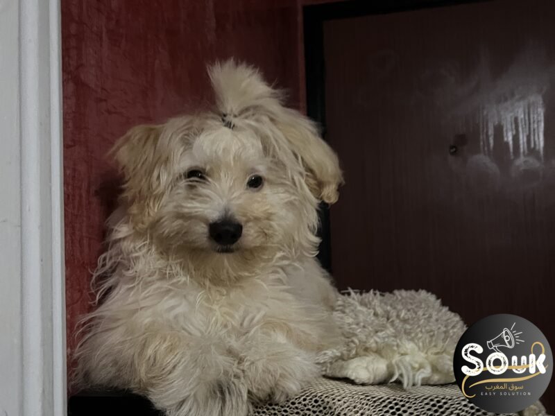 كلب - Animaux Maroc