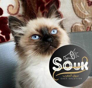 Chat siamois race pure - chat à vendre Maroc