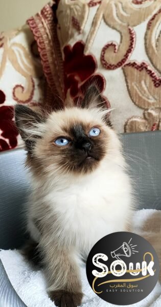 Chat siamois race pure - chat à vendre Maroc