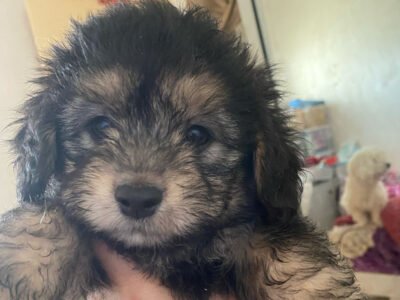 Bichons - chien à vendre Maroc