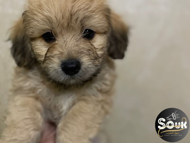 Bichons - chien à vendre Maroc