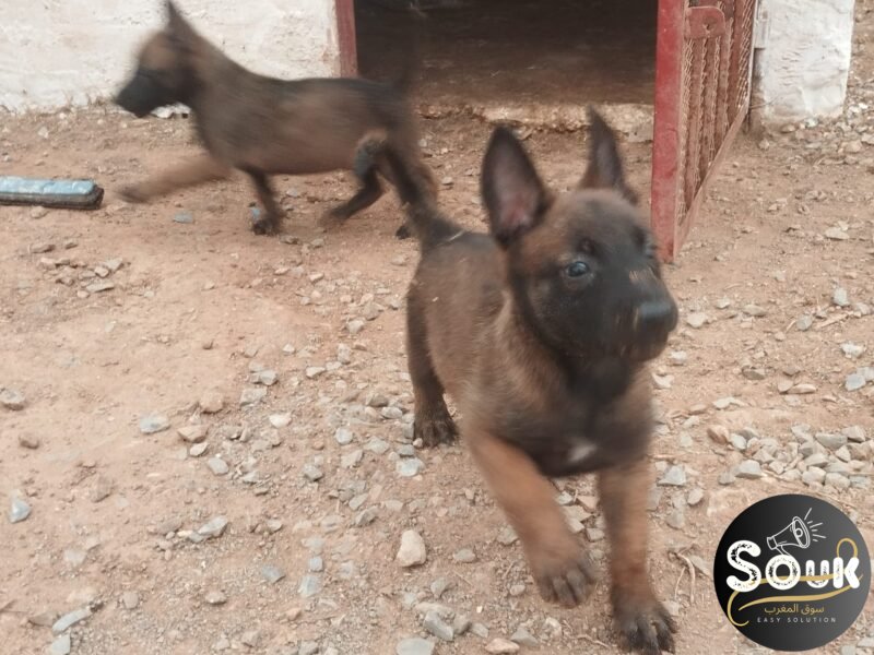 Malinois charbonné - chien à vendre Maroc