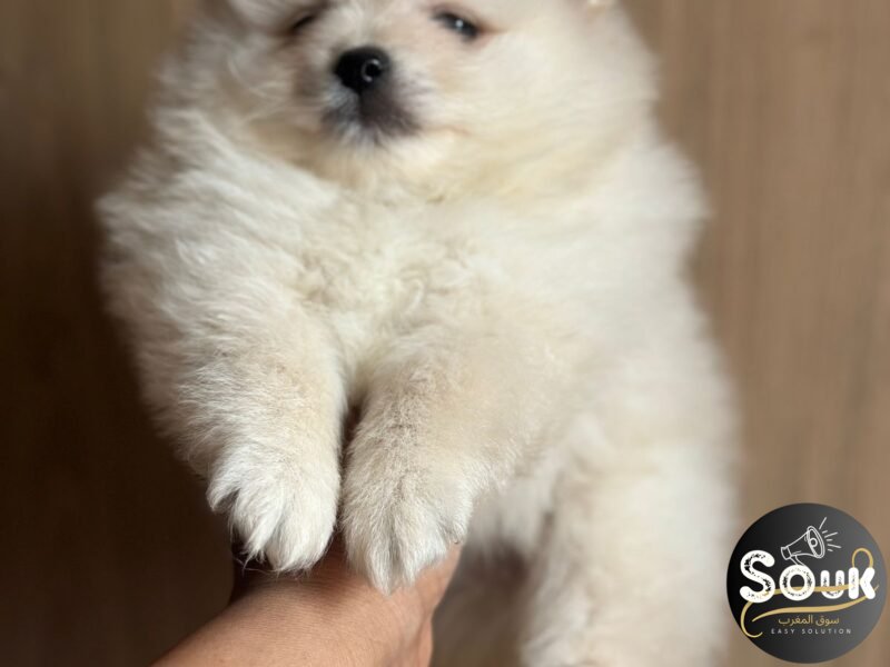 Spitz Pomeranian - chien à vendre Maroc
