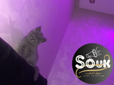 Chat femelle - Chat à vendre Maroc