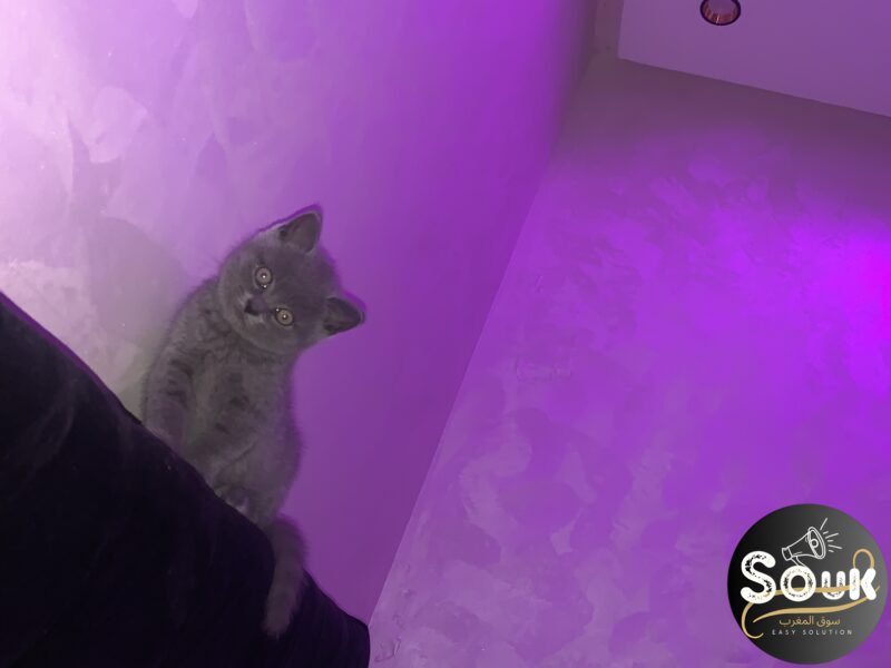 Chat femelle - Chat à vendre Maroc