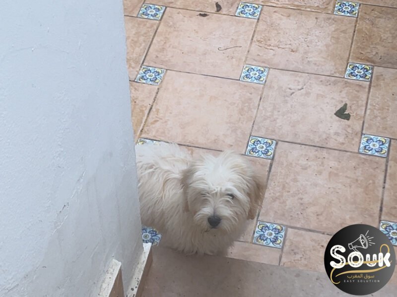 Caniche - chien à vendre Maroc