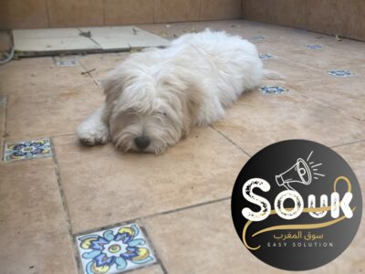 Caniche - chien à vendre Maroc