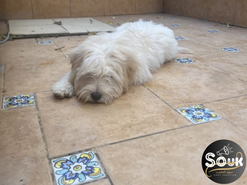 Caniche - chien à vendre Maroc